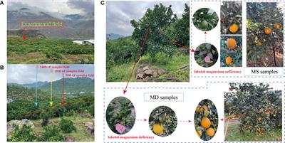 Widely targeted metabolomic profiling combined with transcriptome analysis sheds light on flavonoid biosynthesis in sweet orange 'Newhall' (C. sinensis) under magnesium stress